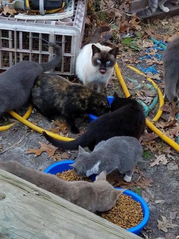 Free spay, neuter program curbing Sussex County’s feral cats Cape Gazette